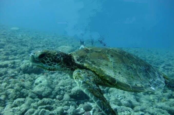 2,海洋生物种类繁多,除了鱼之外,还会出现海龟