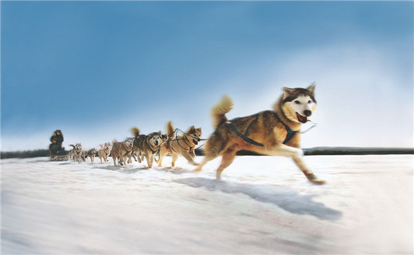 dog sled