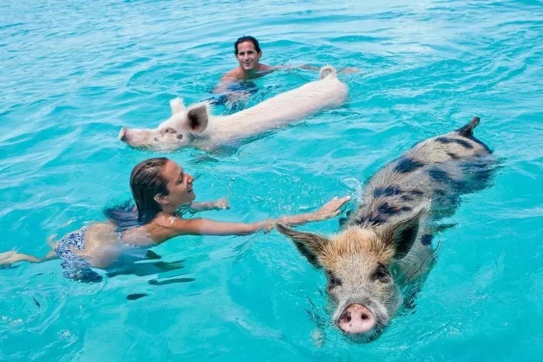 看粉色沙滩,和猪猪游泳,这里是收获无数少女心的巴哈马!