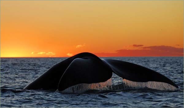 夏威夷观鲸