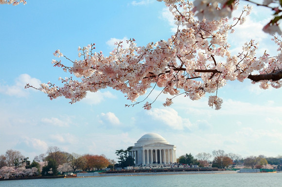 华盛顿dc旅游看樱花