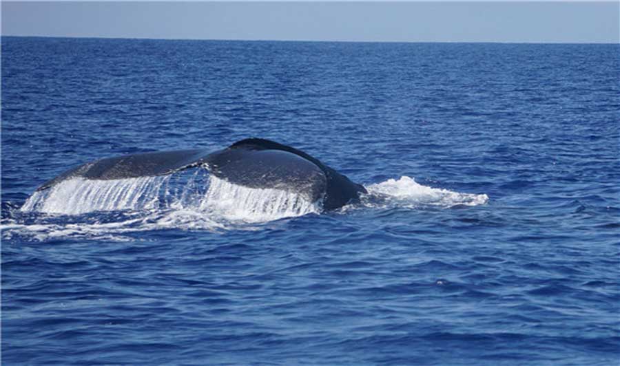 夏威夷大岛观鲸