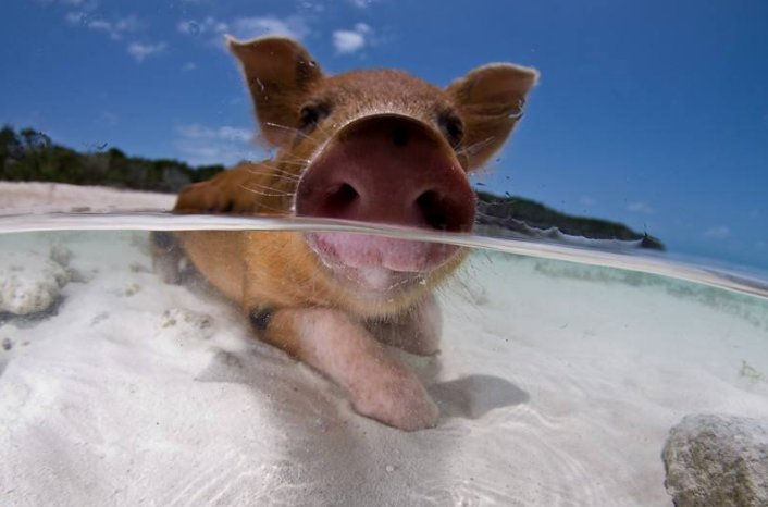 巴哈马旅游必去景点-猪岛