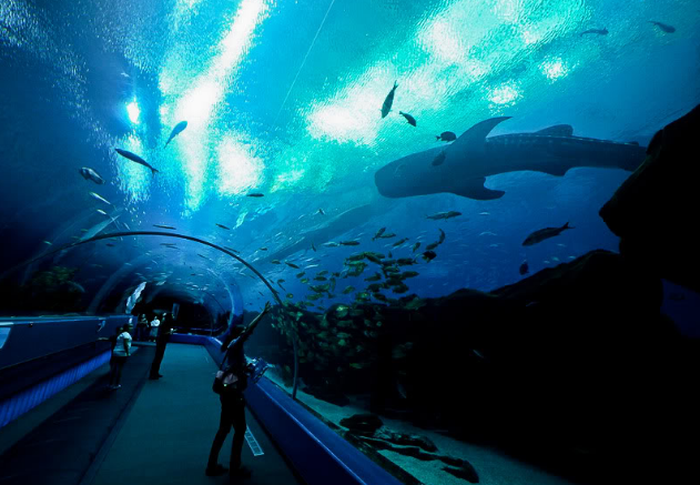 圣特兰大旅游必去景点-乔治亚水族馆