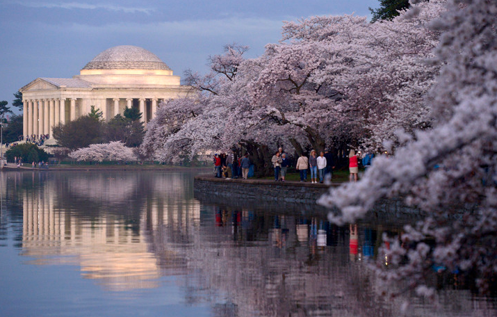 华盛顿樱花节最佳赏樱地点-杰斐逊纪念堂