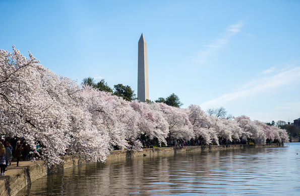 华盛顿樱花节最佳赏樱地点