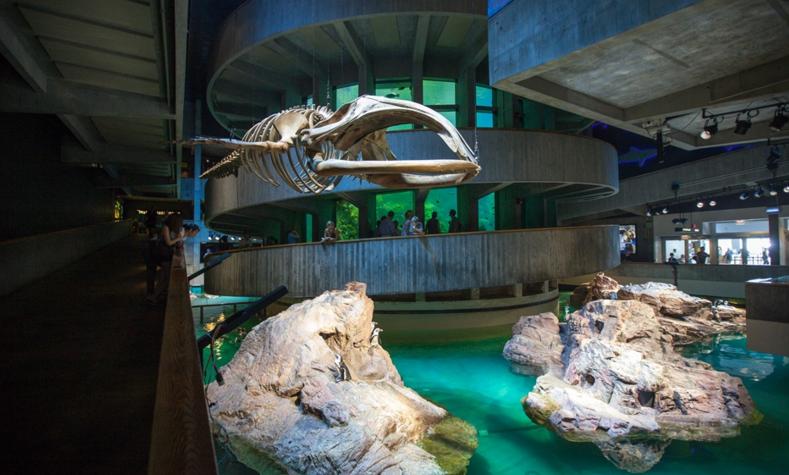 波士顿旅游景点-新英格兰水族馆