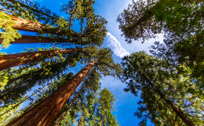 美国有哪些好玩的景点-红杉树国家公园