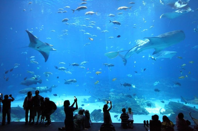 亚特兰大一日游路线-第一站：佐治亚州水族馆