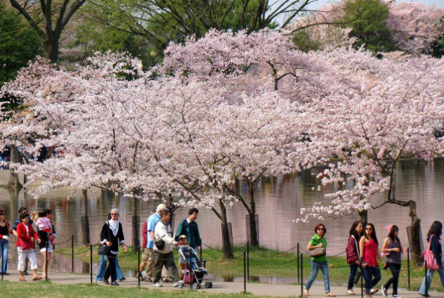华盛顿樱花节旅游攻略